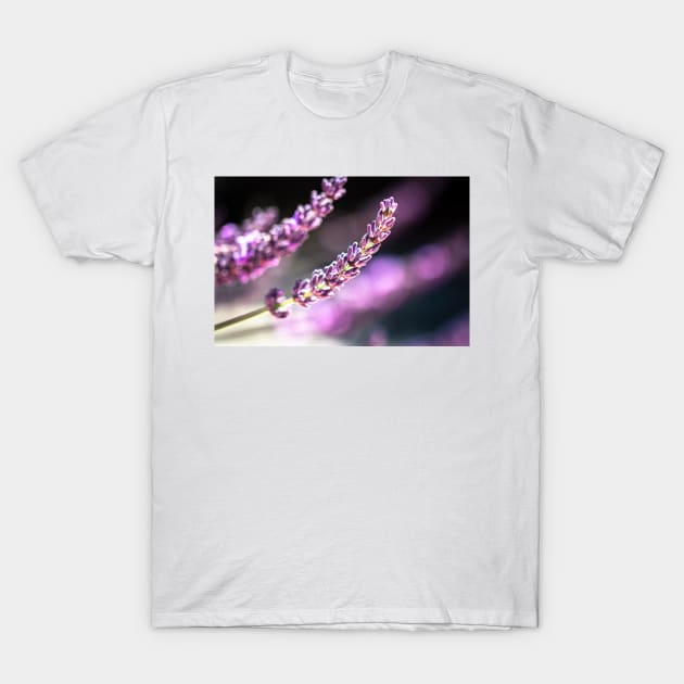 Lavender close-up T-Shirt by blossomcophoto